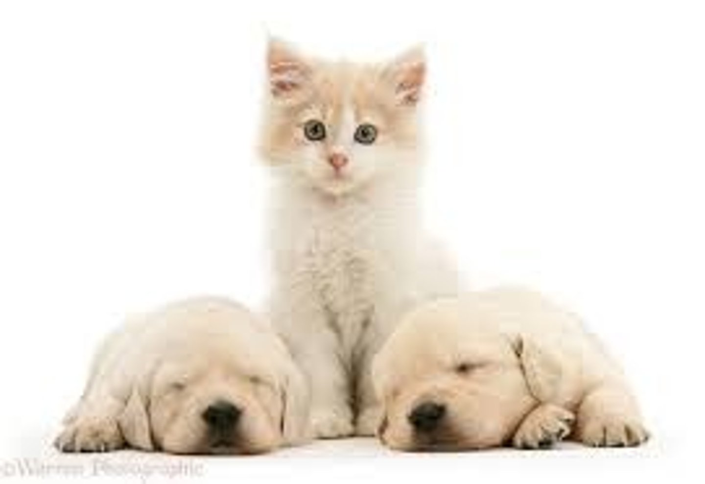 <p>el gato está ... dos perros</p>
