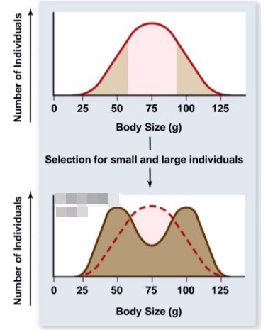 <p>what is disruptive selection</p>