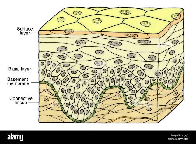 <p>Stratified Squamous Epithelium </p>