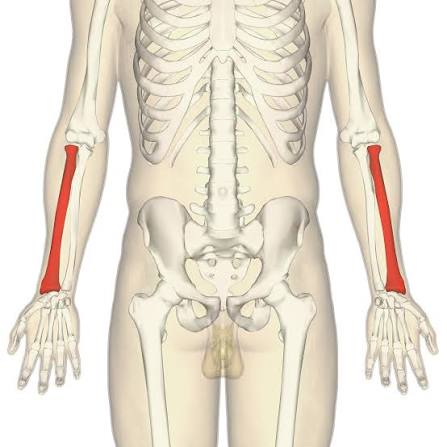 <p>Name this bone</p>