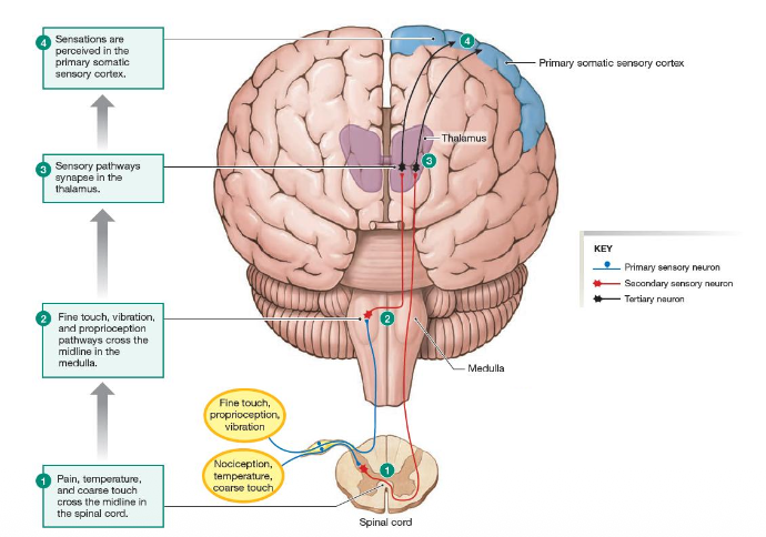 <ul><li><p><strong><mark data-color="purple" style="background-color: purple; color: inherit;">PNS (1st order neuron) → Medulla or spinal cord (2nd order neuron) → Thalamus (3rd neuron) → Sensory cortex</mark></strong></p></li></ul><p></p>