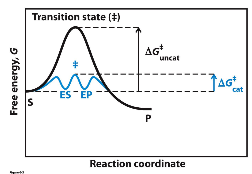 <ul><li><p>Activation energy has decreased from the uncat to the cat → the catalysed reaction can occur faster</p></li><li><p>The change in free energy is unchanged (ΔG is the same - not shown here) </p></li></ul><p></p>
