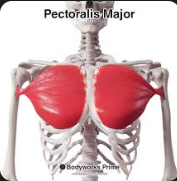 <p>Pectoralis major </p>