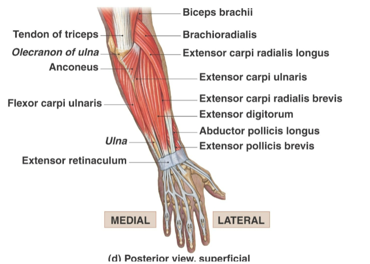 <ol><li><p>Flexor carpi ulnaris</p></li><li><p>extensor carpi ulnaris</p></li></ol><p></p>