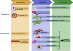 <p>1) hemostasis and inflammation</p><p>2) proliferation and migration</p><p>3) remodeling and maturing</p>