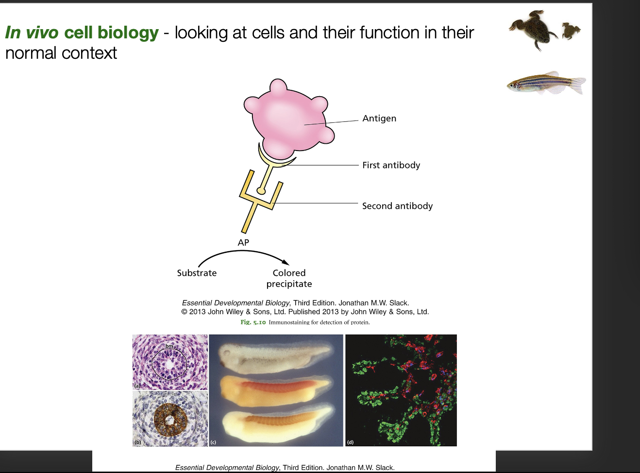 <p><strong>mRNA→ in situ hybridisation</strong></p><ol><li><p>Probe mRNA expression in cells</p></li><li><p>in situ hybridisation</p></li><li><p>add a probe the attaches to mRNA</p></li><li><p>prob has label</p></li><li><p>secondary antibody can bind</p></li><li><p>has alkaline phosphates</p></li><li><p>akes precipiatte if the mRNA is there</p><ol><li><p>ALTERNATIVE: use fluorescent</p></li></ol></li></ol><p><strong>proteins (is protein in same place as gene?)→ antibody staining</strong></p><ol><li><p>Use first and second antibody</p></li><li><p>attach fluophore directly to the second</p></li><li><p>excite</p></li></ol><p></p>