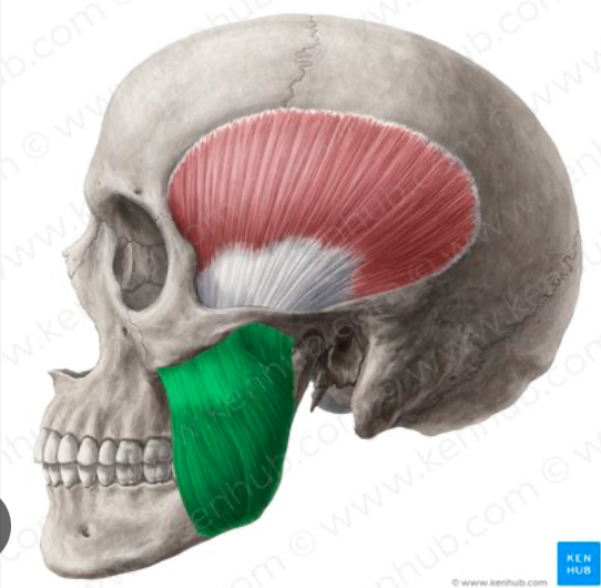 <p>Jaw - mastication and facial expression</p>