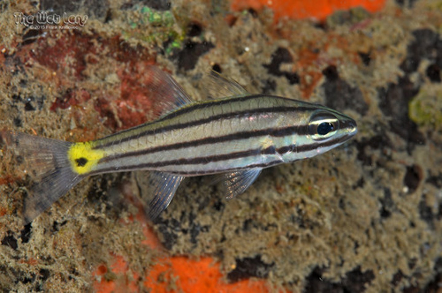 <p>Cheilodipterus quinquelineatus</p>