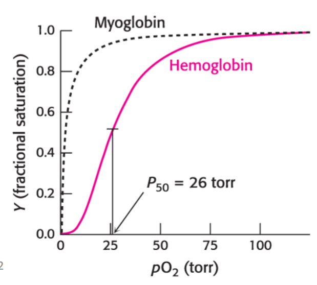 <ul><li><p>Michaelis-Menten and myoglobin - square hyperbola</p></li><li><p>hemoglobin - sigmoidal </p><ul><li><p>4 O<sub>2</sub> binding sites have positive cooperativity between sites </p></li></ul></li></ul><p></p>