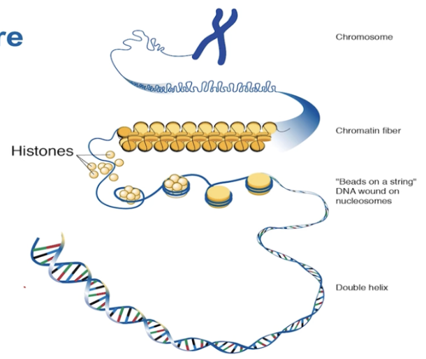 <p>Histones are proteins that DNA wraps around to form nucleosomes, which help package DNA into chromosomes</p>