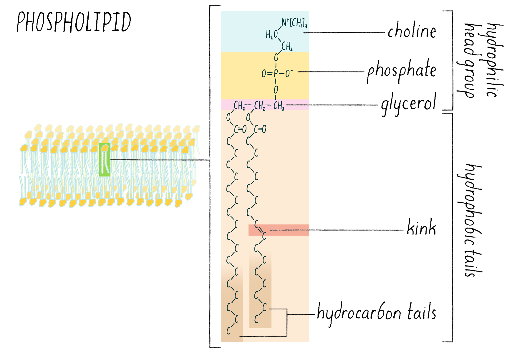 <ul><li><p>have only 2 fatty acid chains attached to glycerol</p></li><li><p>3 pos is occupied to phosphate, which is negatively charged</p></li><li><p>other groups can attach to phosphate</p></li><li><p>Phosphate region is polar glycerol region is nonpolar</p></li></ul><p></p>