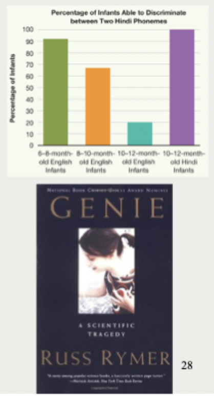 <ul><li><p>Early on, we lose the ability to distinguish phonemes are not used in our language</p></li><li><p>Birth to age 12 years is critical for learning grammar</p><ul><li><p>Second language learning</p></li><li><p>Extreme cases of early language deprivation</p></li><li><p>If children do not acquire language in this period, they will never truly master language later.</p></li><li><p>When Genie was discovered, at age 13, she did not speak at all. After several years of language training, her mastery of grammar remained limited, resembling the telegraphic speech of a 2-year-old</p></li></ul></li></ul><p></p>
