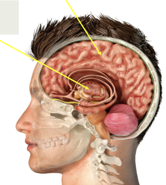 <p>what is the top arrow pointing to?</p>