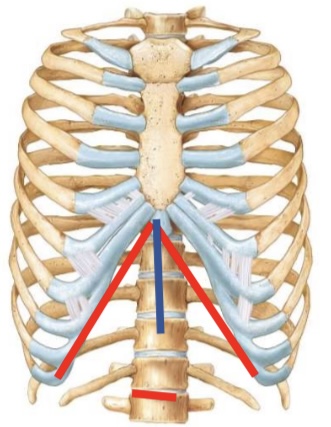 <p>Xiphoid process, Lower ribs, First lumbar vertebra</p>
