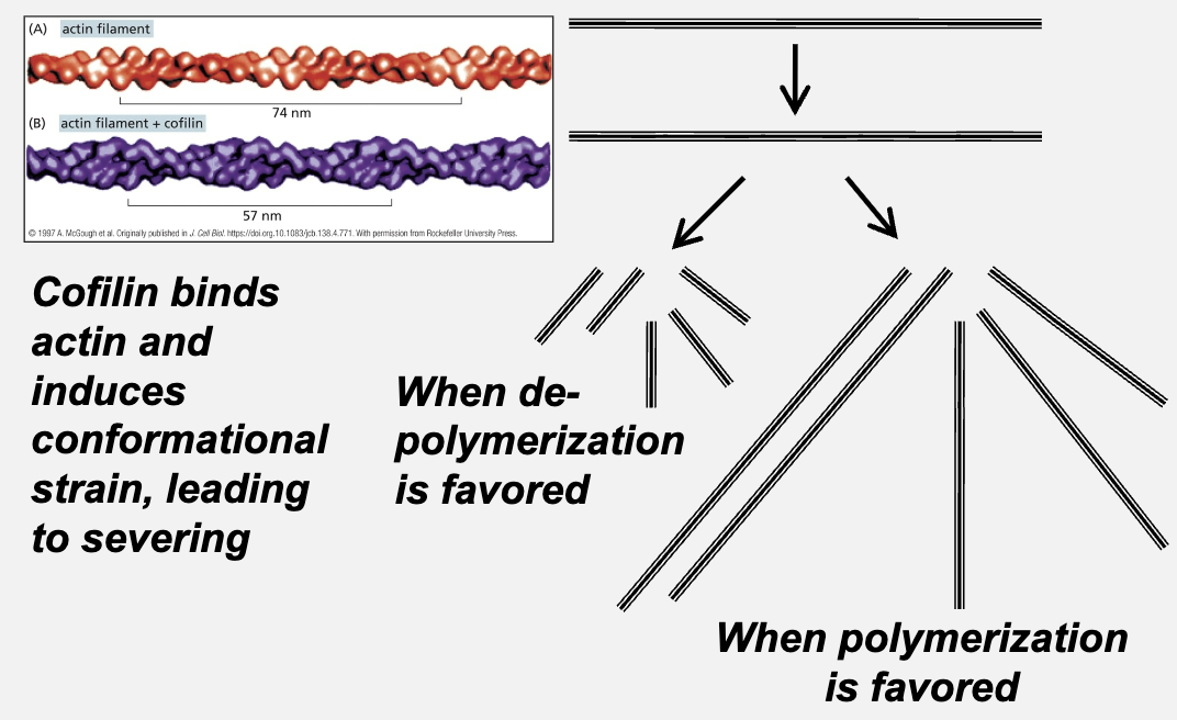 <ul><li><p>promote more rapid actin disassembly OR assembly</p></li></ul><p></p>