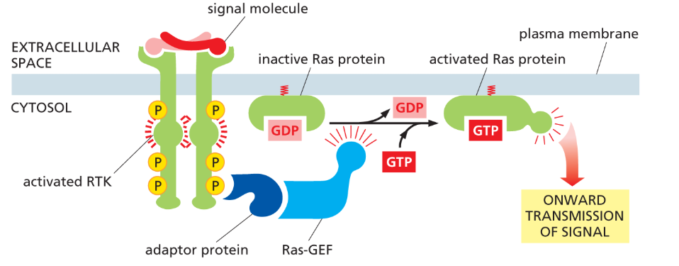 <p>a small GTP-binding protein that helps relay signals from cell-surface receptors to the nucleus. Many human cancers contain an overactive mutant form of the protein.</p><ul><li><p>most receptor tyrosine kinases activate Ras!</p></li><li><p>it is attached covalently by a lipid tail to cystolic face of plasma membrane</p></li><li><p>it resembles the alpha subunit of a trimeric G protein</p></li></ul><p>gets activated by GTP and help of GEF/GAP!</p>