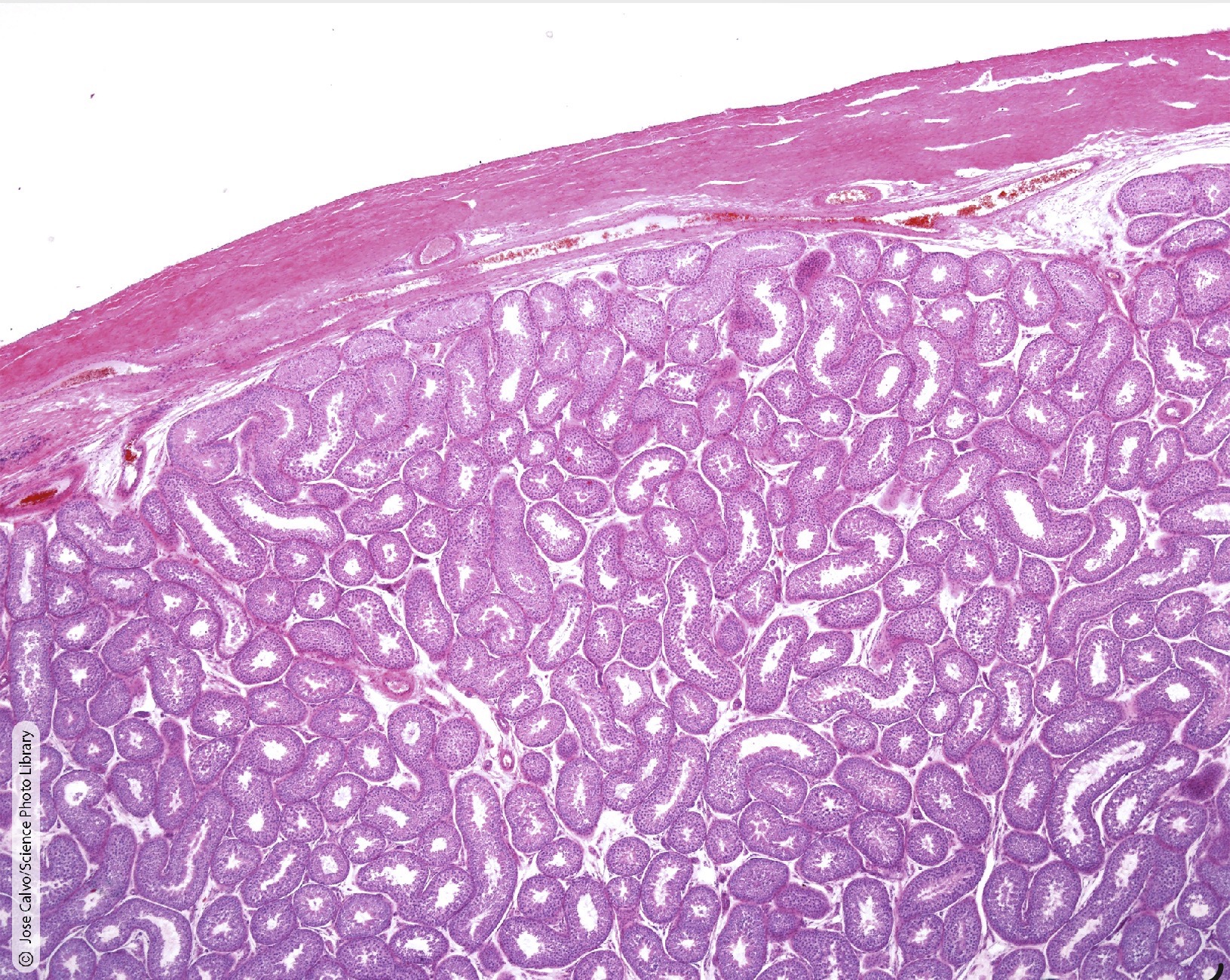 <p>Identify the Histology</p>