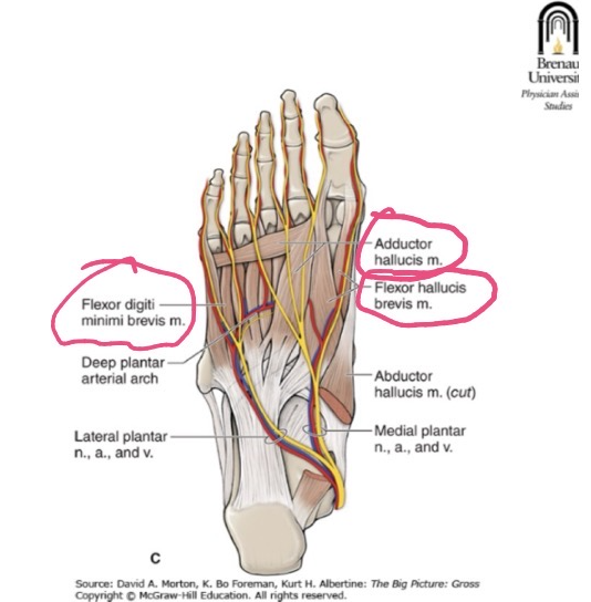 <p>ORIGIN: </p><p>oblique head -- base of metatarsals 2-4 </p><p>transverse head -- MTP joints </p><p>INSERTION: lateral side, base of phalanx 1 </p><p>FUNCTION: adducts digit 1 </p><p>INNERVATION: lateral plantar nerve </p>