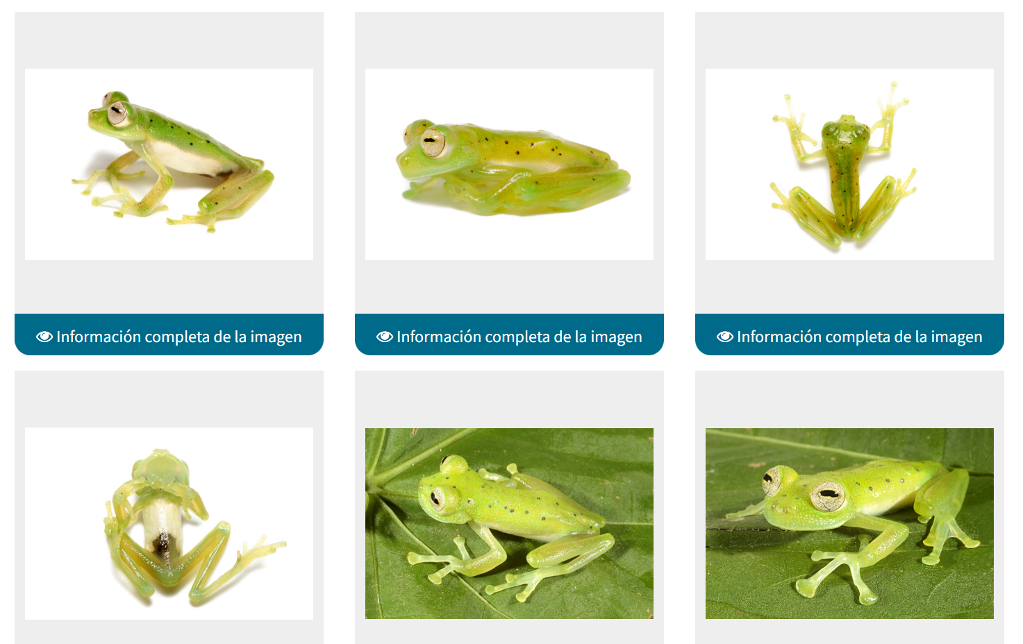 <p>Centrolenidae</p>