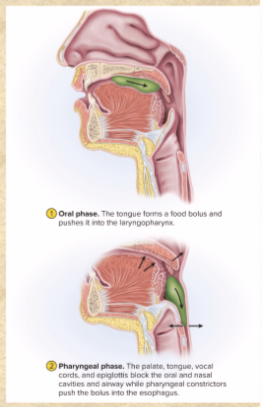 <p>involuntary</p><p>prevent food/drink going back to mouth</p><p>tongue root blocks oral cavity</p><p>– soft palate rises, blocks nasopharynx</p><p>– larynx moves up to meet epiglottis,</p><p>vestibular folds close airway</p><p>– epiglottis covers airway</p><p>• bolus driven downward by constriction</p><p>of pharyngeal constrictors</p><p>• bolus enters esophagus, stimulates</p><p>peristalsis</p>