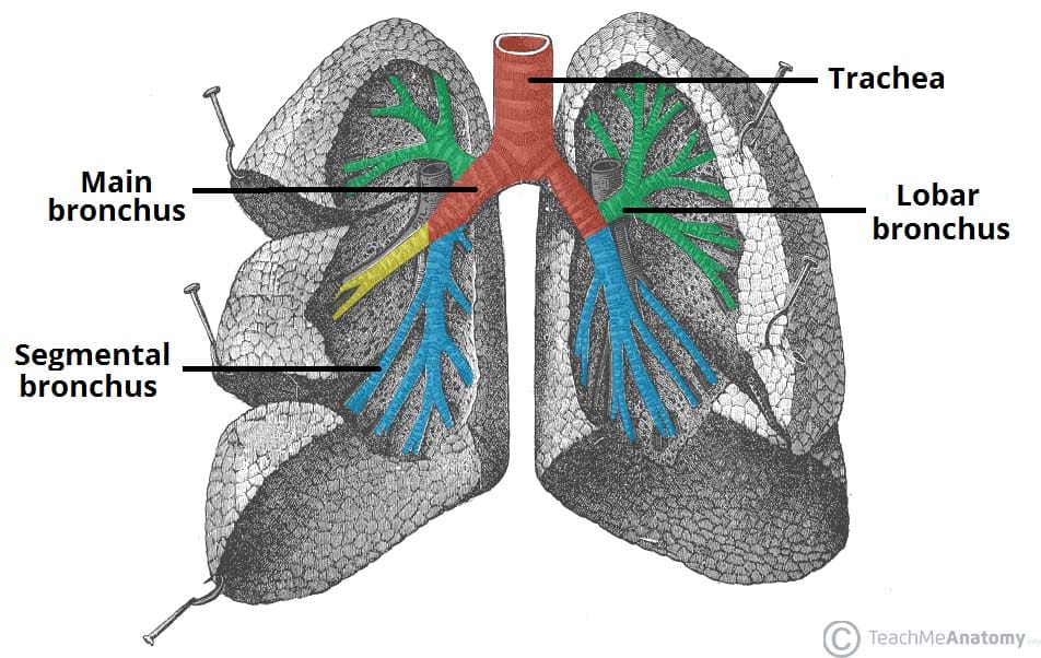 <p>Main bronchi</p><p>Lobar bronchi</p><p>Segmental bronchi</p><p>Smaller bronchi</p>