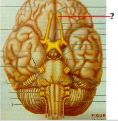 <p>a brain structure located above the nasal cavity beneath the frontal lobes</p>