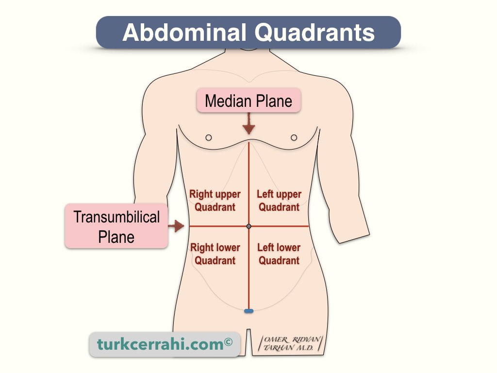 <p>Abdominal </p>