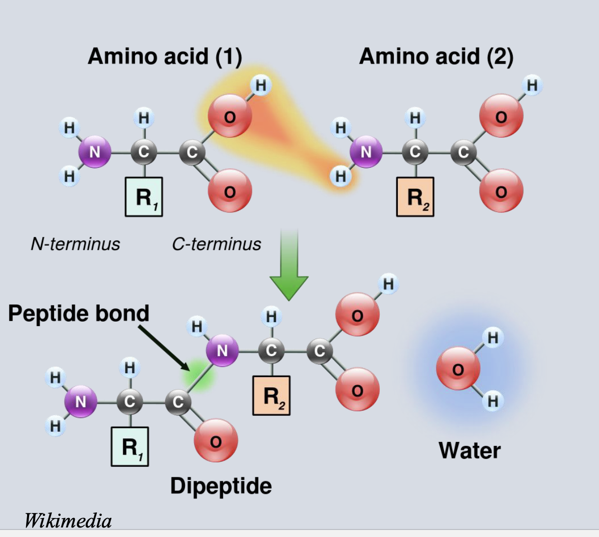 <p>C-terminus of growing chain (the growing end) connects to the amino group of the new AA. </p>