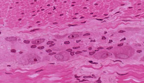 <p>Autonomic ganglia found in digestive tract, help regulate gut movement; look for bundles of nerves between layers of smooth muscle and connective tissue</p>