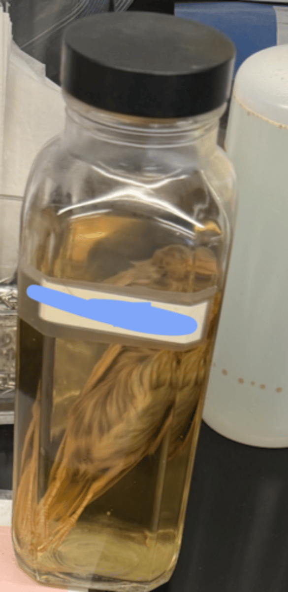 <p>phylum, class, and name</p>