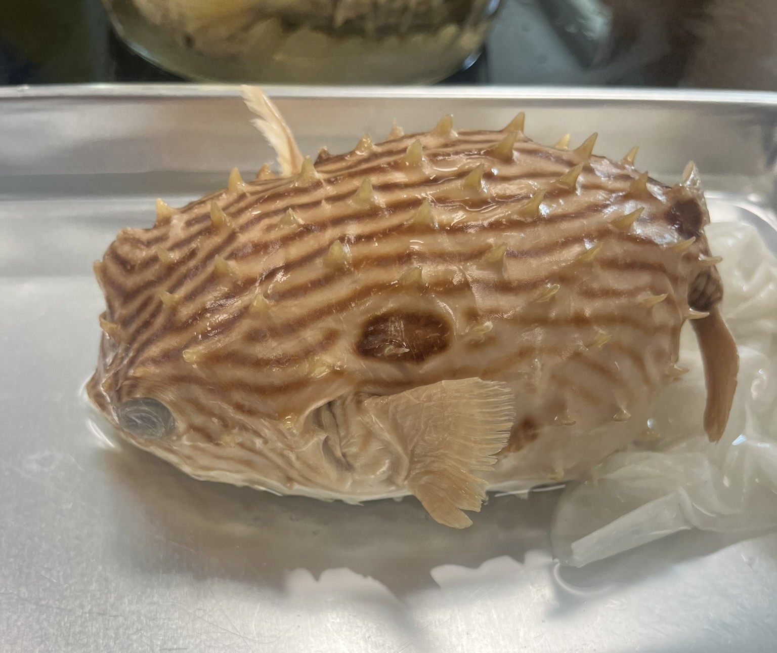 <p>Family Diodontidae (porcupinefishes) - <em>Chilomycterus schoepfii</em></p>