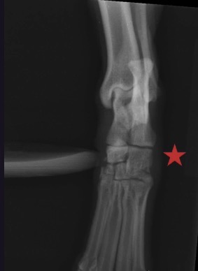 <p>What view is this? When stress is applied, which joint opens up? Is this joint stable or unstable?</p>