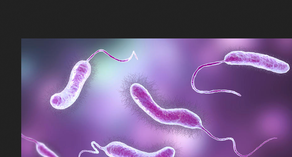 <p>Vibrio</p>