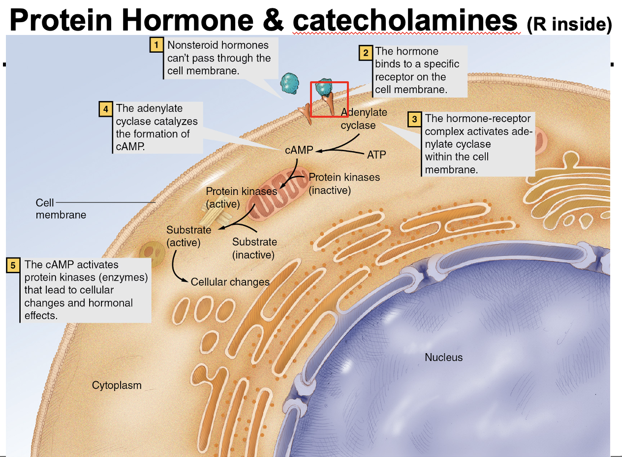 <p>Non-steroid hormones <strong>cannot cross the cell membrane</strong>, so they bind <strong>receptors on the cell membrane</strong> → activate <strong>second messengers (e.g., cAMP)</strong> inside the cell → trigger cellular functions. Their effects are <strong>faster than steroid hormones</strong> because they act through signaling pathways rather than gene transcription.</p>