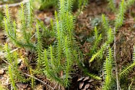 <p>Club Moss</p>