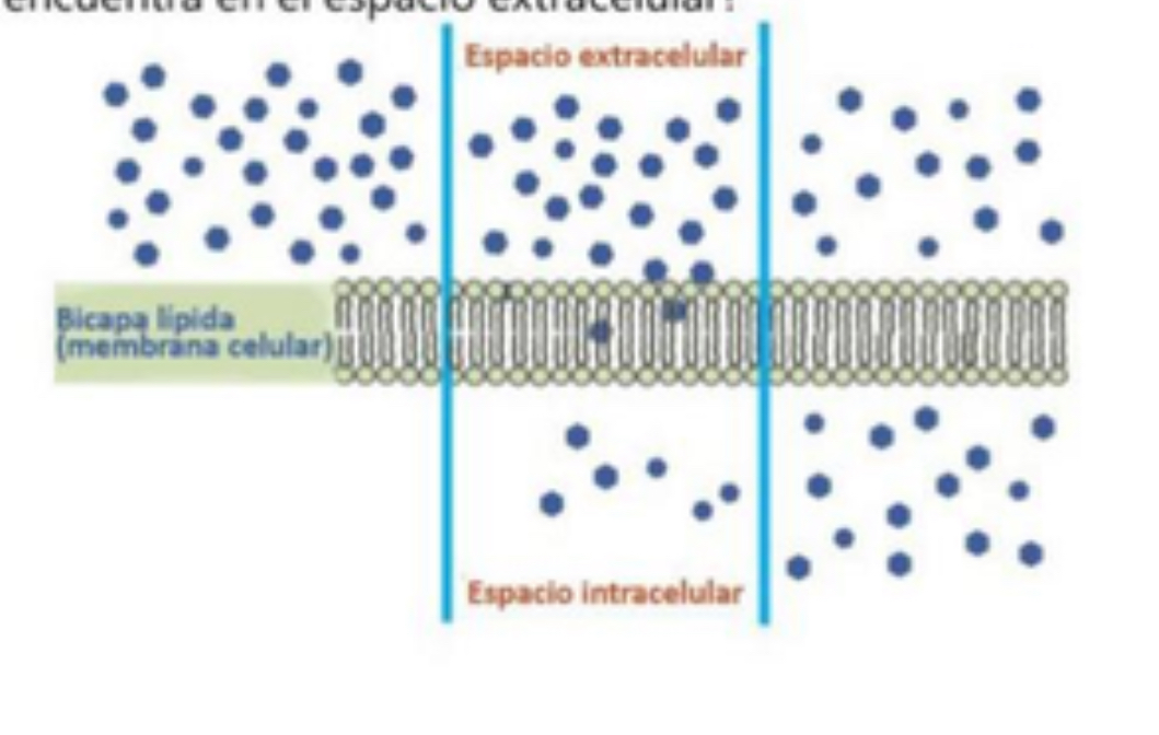 <p>¿Qué tipo de solución representa la imagen 47 (donde el agua entra y la célula se hincha)?</p>
