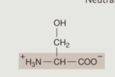 <p><strong>Hydrophilic</strong> (<strong>Polar</strong>) Amino Acids: <strong>Neutral</strong></p>