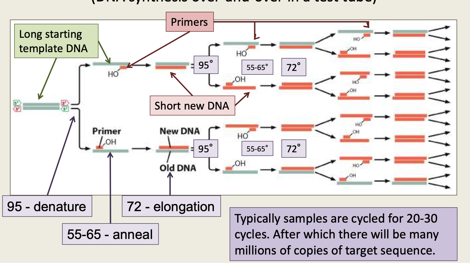 <p>Traq polymerase synthesizes new DNA </p>