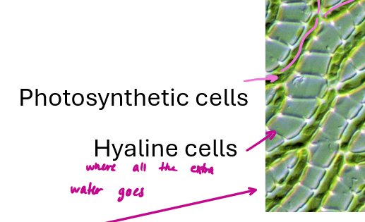<p><span>What features make Sphagnum mosses unique?</span></p>