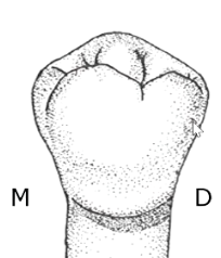 <p>buccal cusp, mesiolingual cusp, and distolingual cusp</p>
