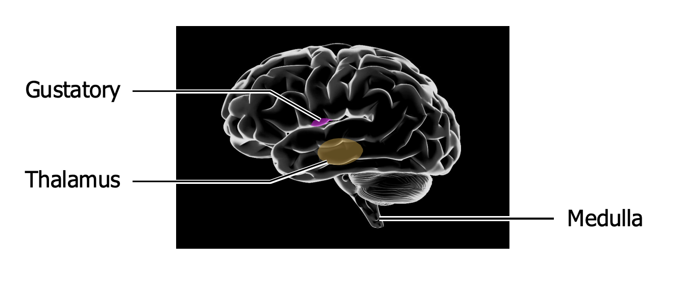 <ul><li><p>Receptor cells in the taste buds excite fibers of cranial nerves<strong> VII, IX, and X</strong>, the <strong>facial, glossopharyngeal, and vagus nerves</strong>. These pathways synapse in medulla and thalamus en route to the cortex.</p></li><li><p>TRP receptors in the walls of the mouth excite cranial nerve V, the <strong>trigeminal</strong>.</p></li></ul><p></p>
