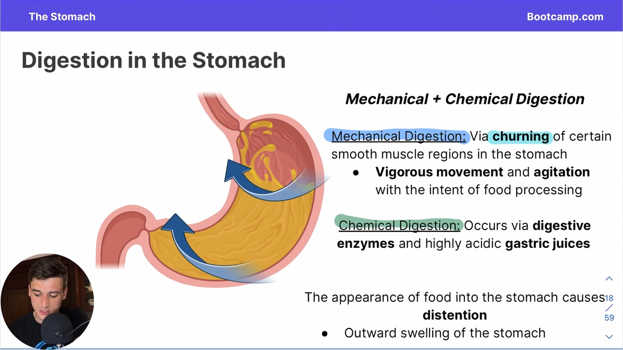 <p>churning of smooth muscle regions in the stomach </p>