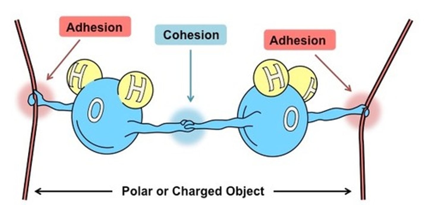 <p>Cohesion= like</p><p>Adhesion= unlike</p><p>Capillary action occurs when the adhesive forces to the wall are stronger than the cohesive forces between the liquid molecules</p><p>https://www.khanacademy.org/science/biology/water-acids-and-bases/cohesion-and-adhesion/a/cohesion-and-adhesion-in-water</p>