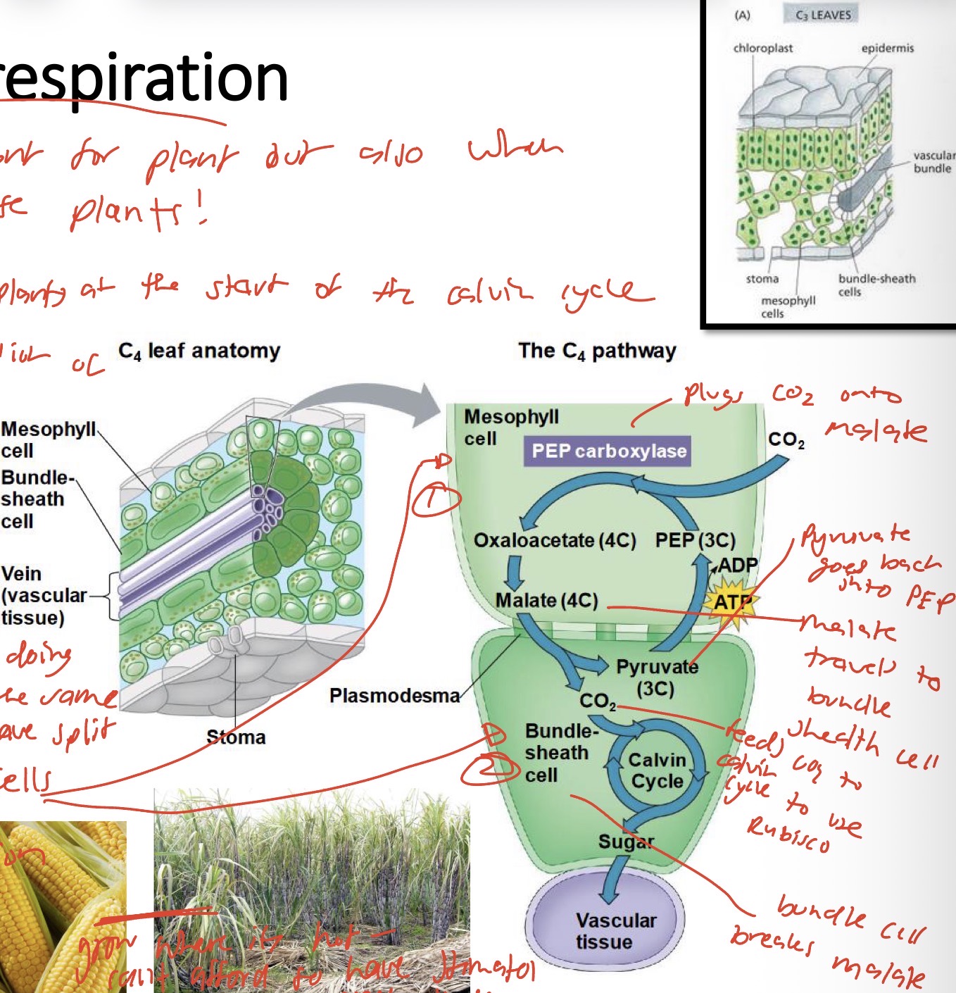 <ul><li><p>rubisco cant be replaced - it is used in all plants at the start of the Calvin cycle</p></li><li><p>Corn</p></li><li><p>Sugar cane</p></li></ul><p>Anatomical adaptation in C4 plants</p><ul><li><p>split into two cells - mesophyll cells and bundle sheath cells</p></li><li><p>Mesophyll cells have enzyme PEP carboxylase which as a high affinity for CO2 and none for O2 - and it fixes the C to PEP to make malate</p></li><li><p>Malate travels to the bundle sheath cell and is broken down into 3C pyruvate - which releases C and keeps the conc of CO2 high in the bundle sheath cells for rubisco</p></li><li><p>It uses a little bit of ATP but its much better than photorespiration</p></li></ul><p></p>