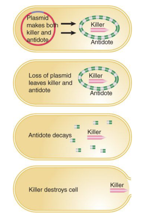 <p>One mechanism of PAS?</p>