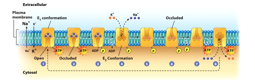 <ul><li><p>Jens Skou in 1957 discovered an ATP hydrolyzing enzyme in the nerve cells of a crab that was active only in the presence of both Na+ and K+</p></li><li><p>proposed this protein transporting the two ions.</p></li><li><p>the enzyme was called Na+/K+ ATPase, or sodium-potassium pump.</p><ul><li><p>3 sodium out, 2 potassium in</p></li><li><p>Gives cell a resting membrane potential of -70 V</p></li></ul></li><li><p>phosphorylation of the transport changes the protein’s shape and affinity for the ions.</p><ul><li><p>p-type pump</p></li><li><p>Phosphate group comes from ATP</p></li></ul></li><li><p>p-type pump: phosphorylation of the transporter</p></li><li><p>v-type pump: Vacuolar transporter</p></li><li><p>ABC transporter: ATP-binding cassette transporter</p></li></ul><p></p>