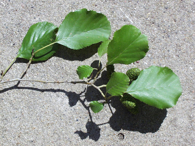 <p>common name</p>
