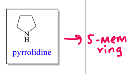 <p>where do pyrrolidine alkaloids come from?</p>