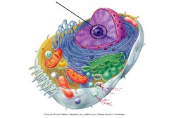 <p>Located within the nucleus, synthesizes subunits of ribosomes</p>