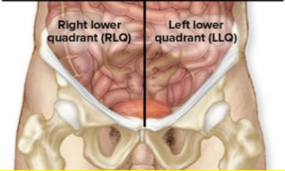 <p>Midline organs</p>